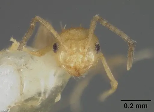 Brachymyrmex heeri - USNMENT00413997