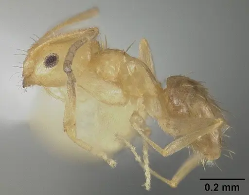 Brachymyrmex heeri - USNMENT00413997