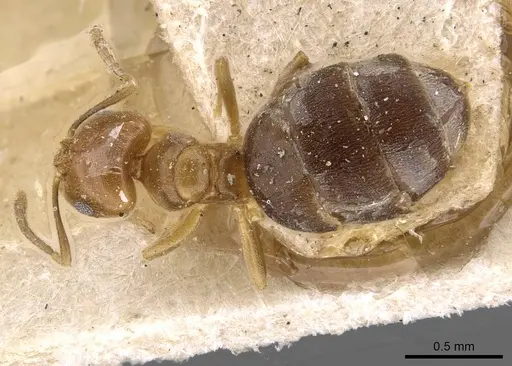 Brachymyrmex heeri - USNMENT00757166