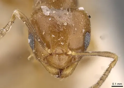 Brachymyrmex heeri - USNMENT00757166