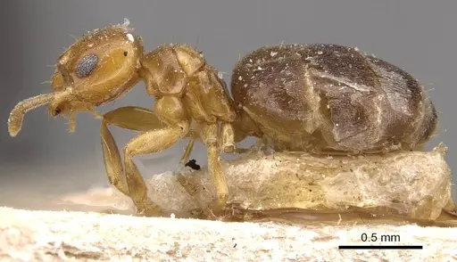 Brachymyrmex heeri - USNMENT00757166
