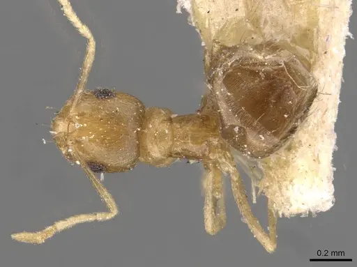 Brachymyrmex heeri - USNMENT00757169