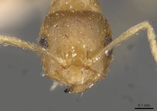 Brachymyrmex heeri - USNMENT00757169