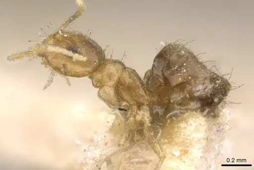 Brachymyrmex heeri - USNMENT00757169