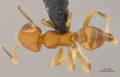Brachymyrmex iridescens specimen