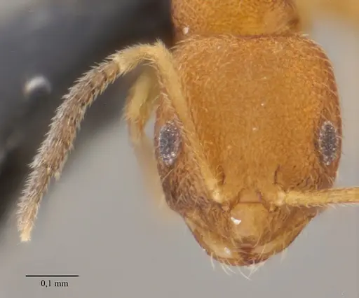 Brachymyrmex iridescens specimen
