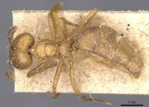 Brachymyrmex micromegas specimen