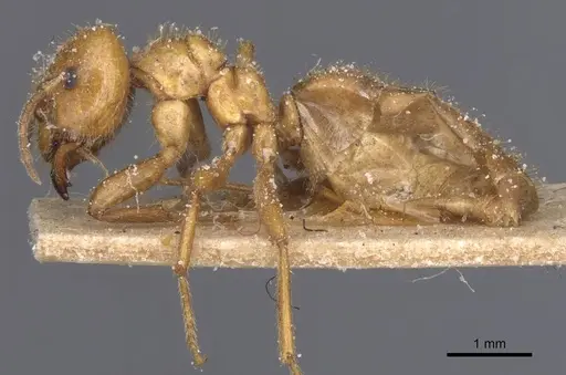 Brachymyrmex micromegas specimen