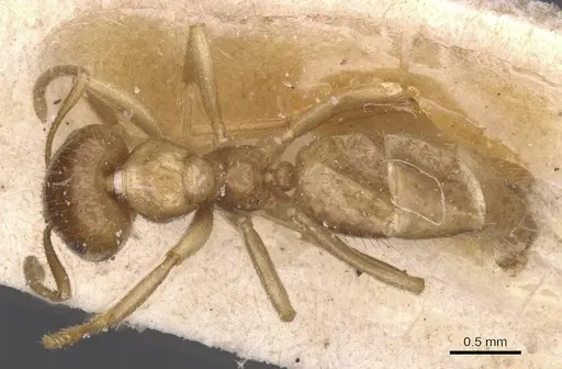 Brachymyrmex micromegas - CASENT0911609