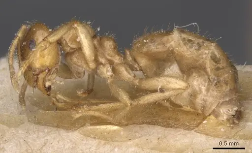 Brachymyrmex micromegas - CASENT0911609