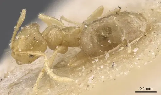 Brachymyrmex modestus specimen