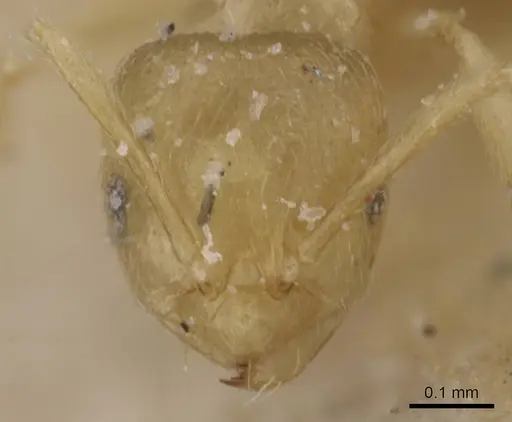 Brachymyrmex modestus specimen