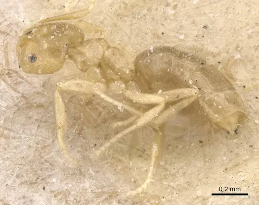 Brachymyrmex modestus specimen