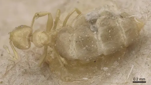 Brachymyrmex modestus - CASENT0911604