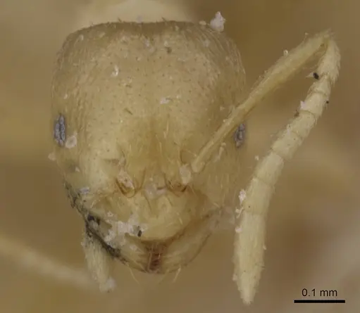 Brachymyrmex modestus - CASENT0911604