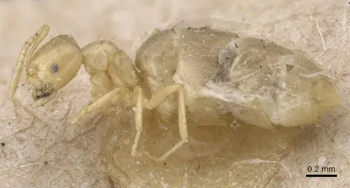 Brachymyrmex modestus - CASENT0911604