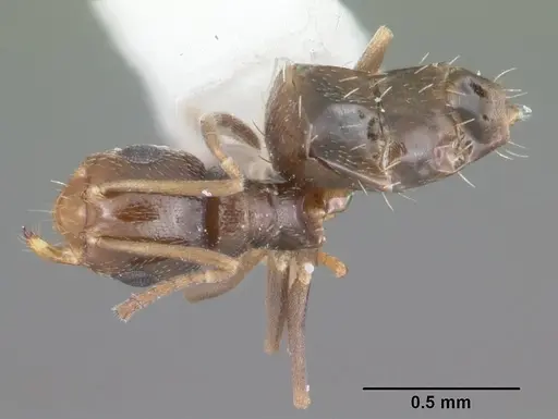 Brachymyrmex musculus specimen