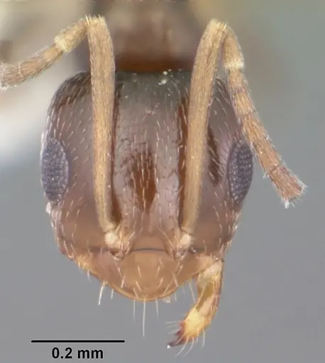 Brachymyrmex musculus specimen