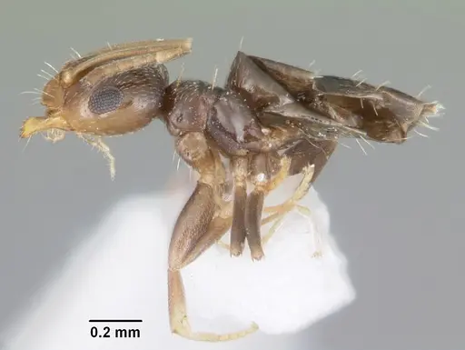 Brachymyrmex musculus specimen