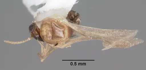 Brachymyrmex musculus - CASENT0103633