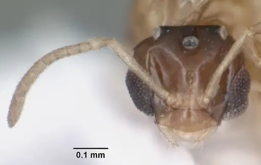 Brachymyrmex musculus - CASENT0103633