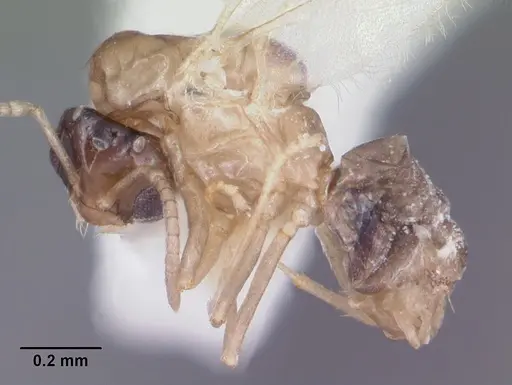 Brachymyrmex musculus - CASENT0103633