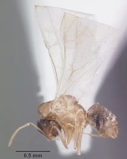 Brachymyrmex musculus - CASENT0103633