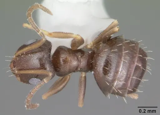 Brachymyrmex musculus - CASENT0103634