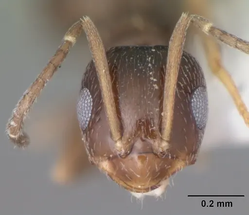 Brachymyrmex musculus - CASENT0103634