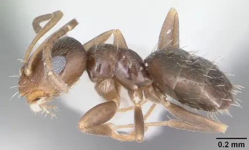 Brachymyrmex musculus - CASENT0103634