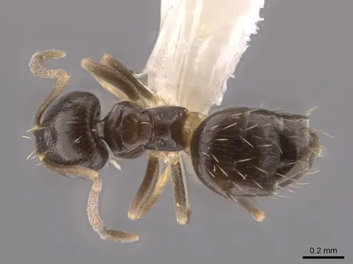 Brachymyrmex musculus - CASENT0635184