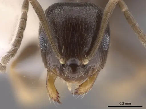 Brachymyrmex musculus - CASENT0635184