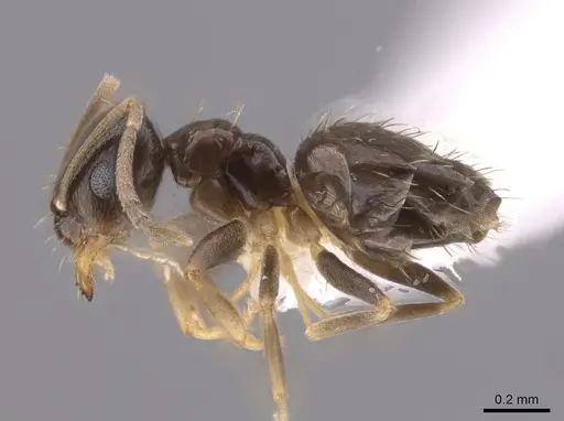 Brachymyrmex musculus - CASENT0635184
