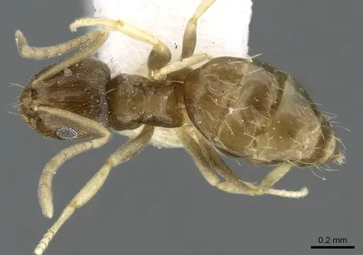 Brachymyrmex musculus - CASENT0906245