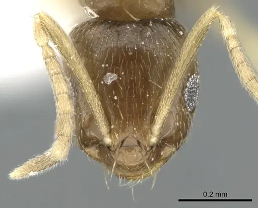 Brachymyrmex musculus - CASENT0906245