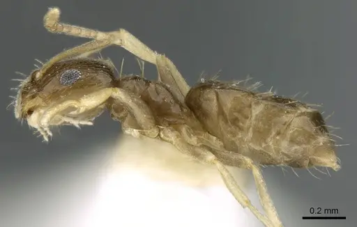 Brachymyrmex musculus - CASENT0906245