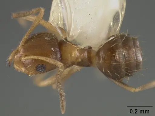 Brachymyrmex musculus - USNMENT00441936