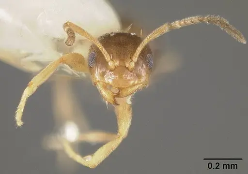Brachymyrmex musculus - USNMENT00441936