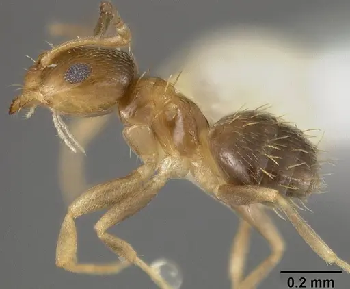 Brachymyrmex musculus - USNMENT00441936