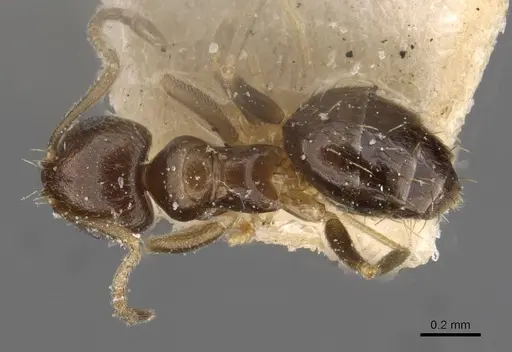 Brachymyrmex musculus - USNMENT00757155