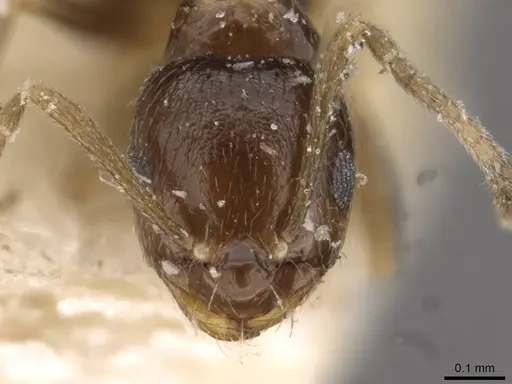 Brachymyrmex musculus - USNMENT00757155