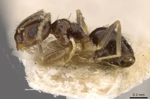 Brachymyrmex musculus - USNMENT00757155