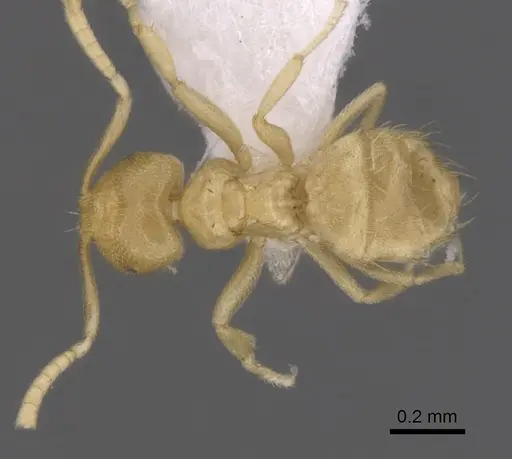 Brachymyrmex myops specimen