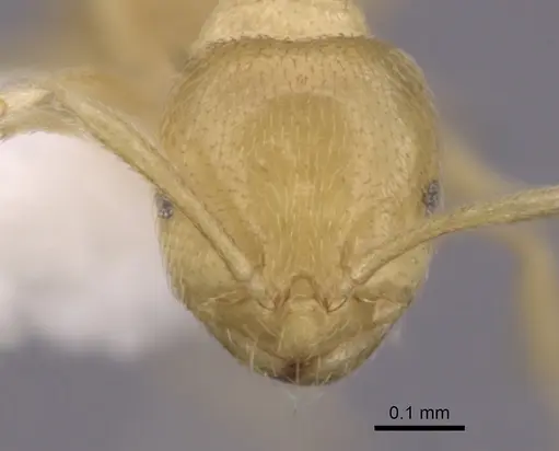 Brachymyrmex myops specimen
