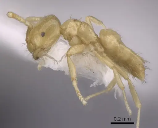 Brachymyrmex myops specimen