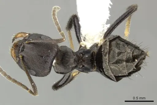 Brachymyrmex nebulosus specimen