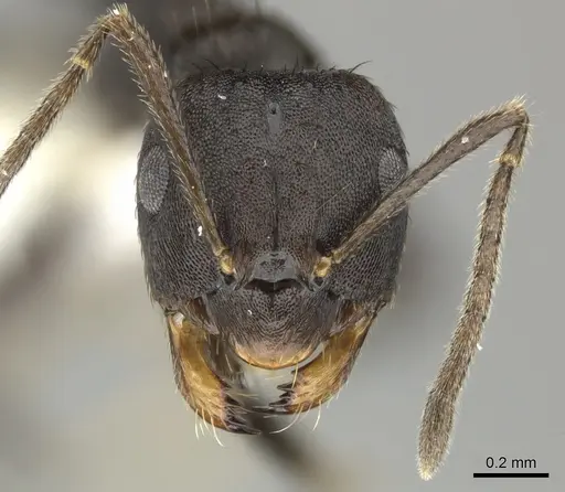 Brachymyrmex nebulosus specimen