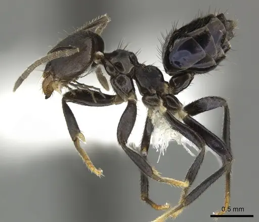 Brachymyrmex nebulosus specimen