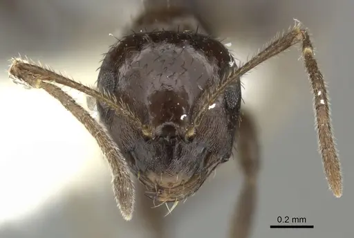 Brachymyrmex nebulosus - CASENT0619184