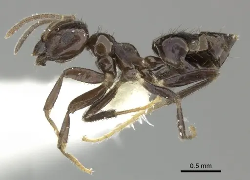 Brachymyrmex nebulosus - CASENT0619184
